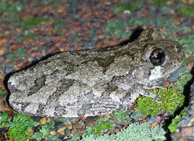 Southern Gray Treefrog